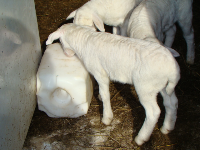 royal white03 sheep headquarters